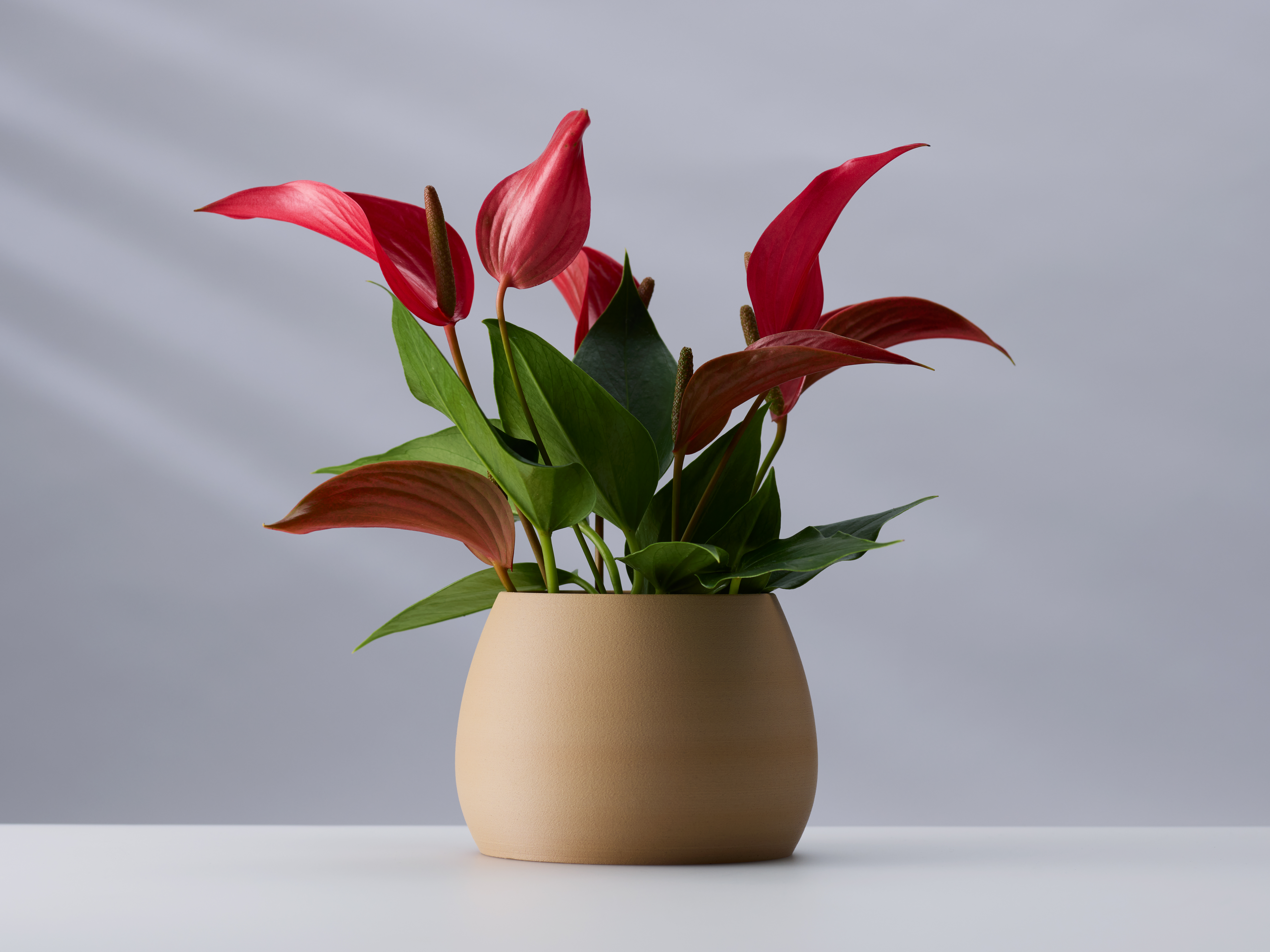植物を植えたイメージ